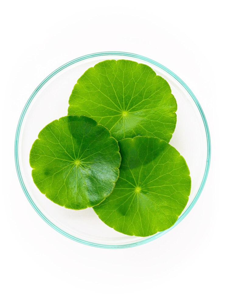 Close-up centella asiatica bladeren met regendruppel in petrischaal geïsoleerd op een witte achtergrond bovenaanzicht.