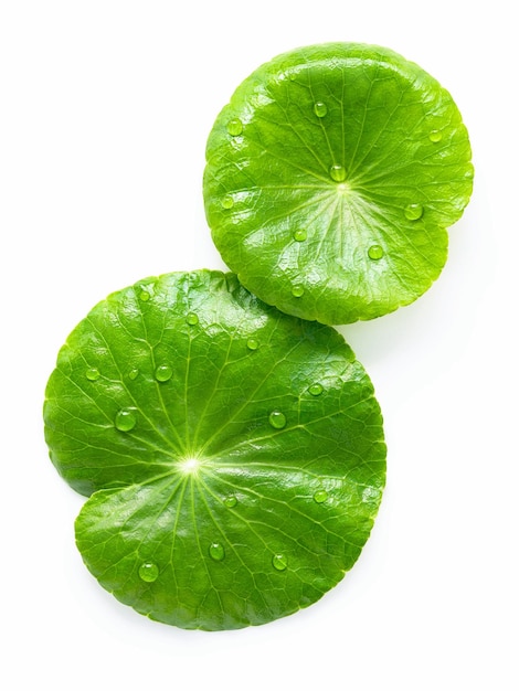 Close up centella asiatica leaves with rain drop isolated on white background top view