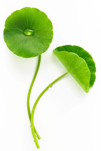 Close up centella asiatica leaves with rain drop isolated on white background top view