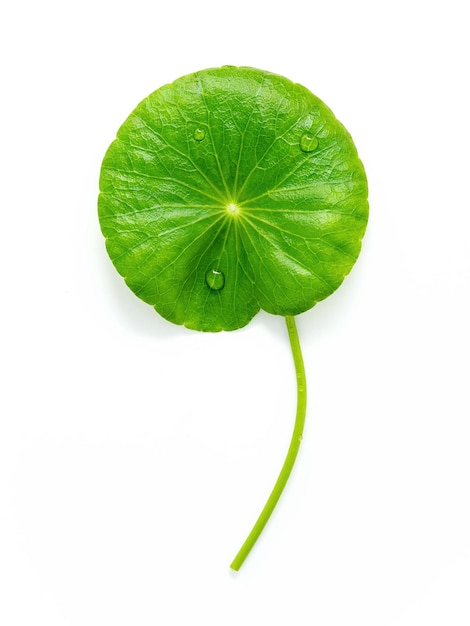 Close up centella asiatica leaves with rain drop isolated on white background top view