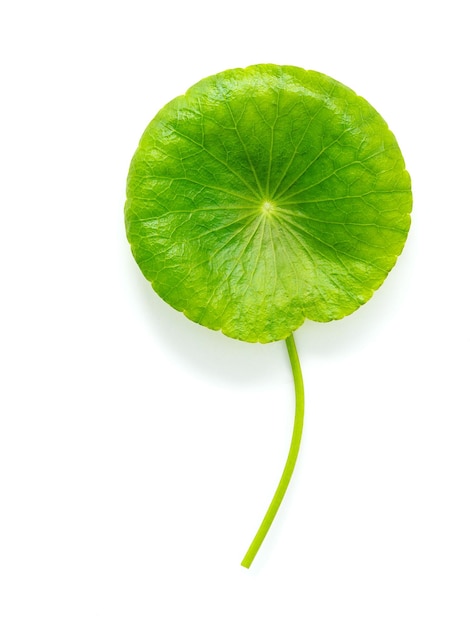 Photo close up centella asiatica leaves with rain drop isolated on white background top view