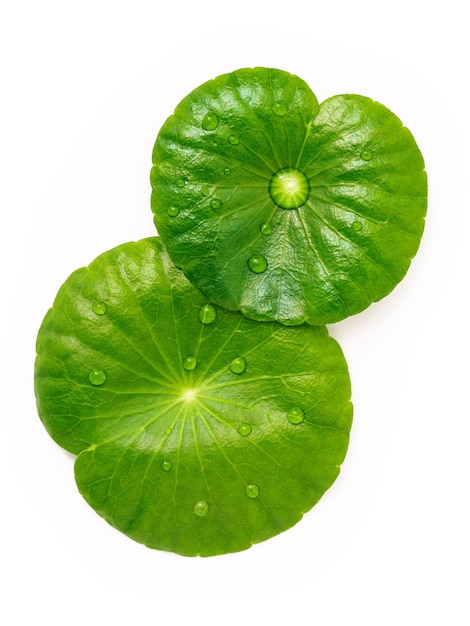 흰색 배경 상단 보기에 격리된 페트리 접시에 빗방울이 있는 센텔라 아시아티카 잎을 닫습니다.