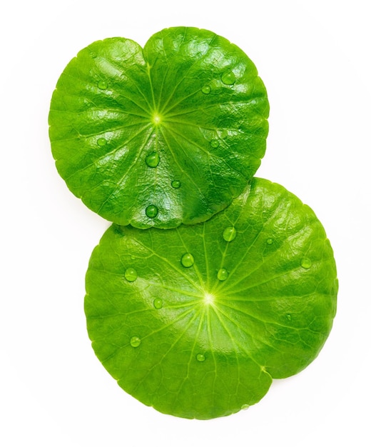 Photo close up centella asiatica leaves with rain drop in petri dish isolated on white background top view