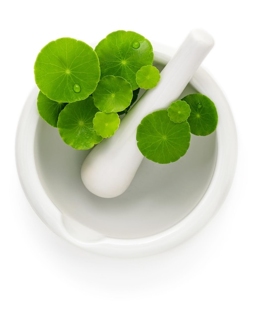 Close up centella asiatica leaves with white mortar isolated on white background top view