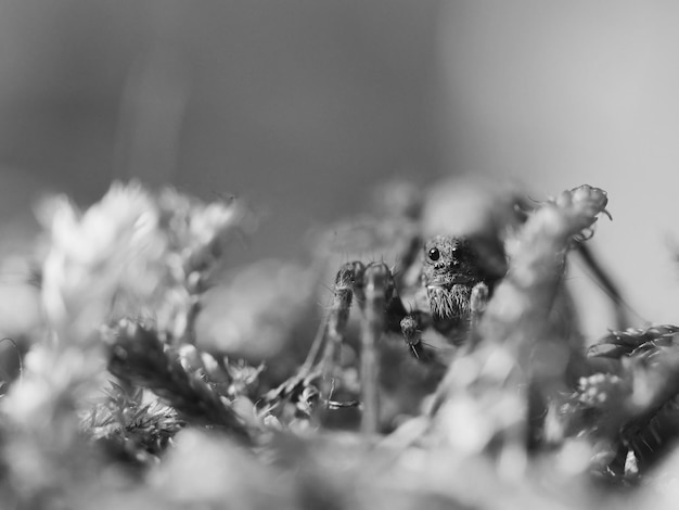 Photo close-up of cereal plants