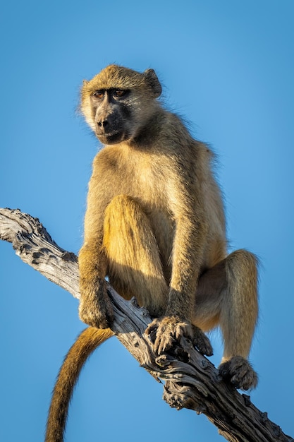 Photo close-up of chacma baboon sitting on branch