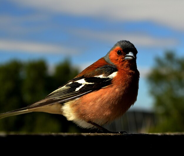 Close-up of chaffinch perching on wood against sky