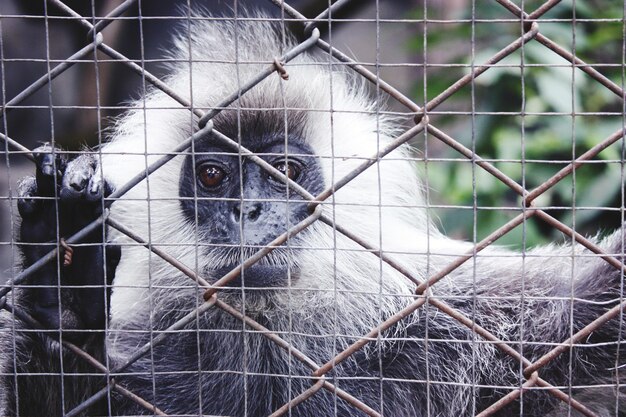 Photo close-up of chainlink fence in cage at zoo