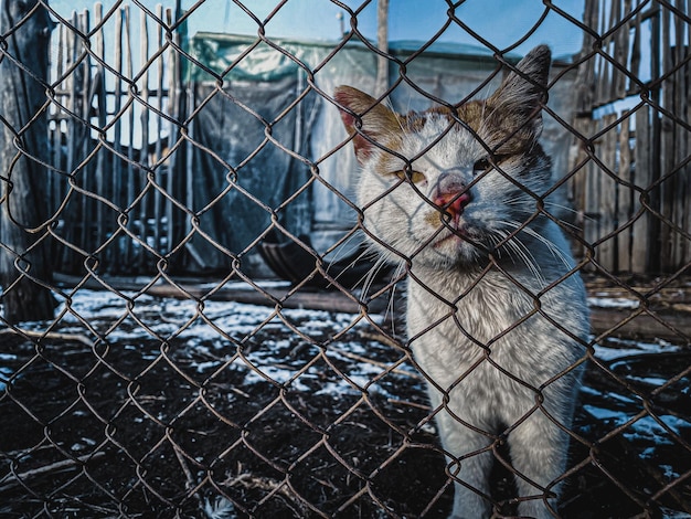 Photo close-up of chainlink fence in cage at zoo