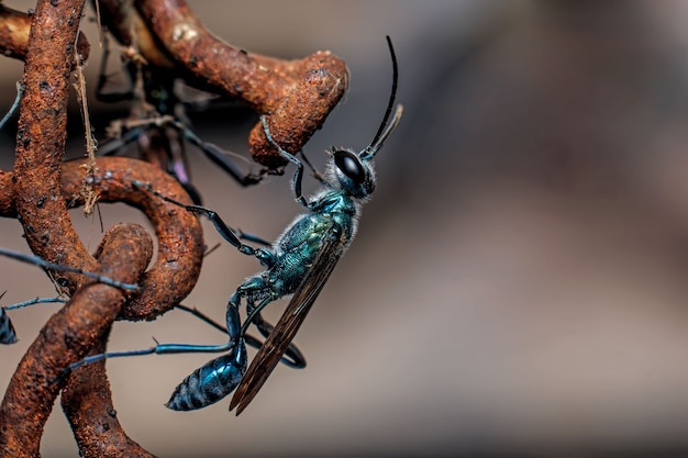 Close up of Chalybion perched on rusty chains