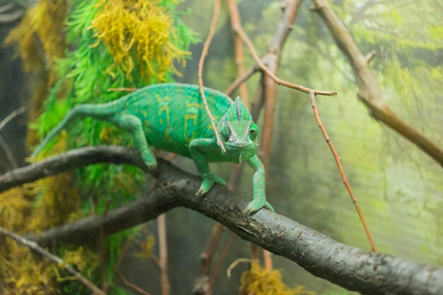 Close-up of chameleon on branch