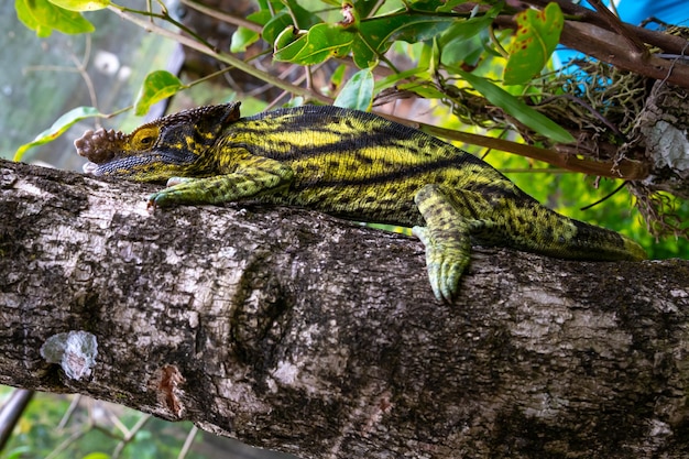 Photo close up chameleon on a branch