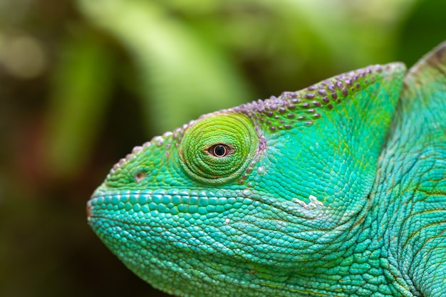 Photo close up chameleon on a branch