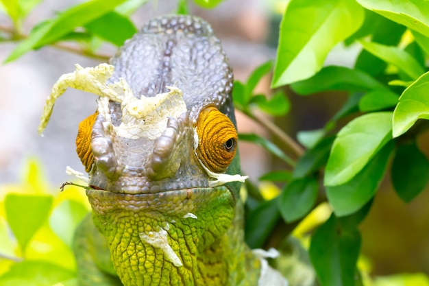 Photo close up chameleon on a branch