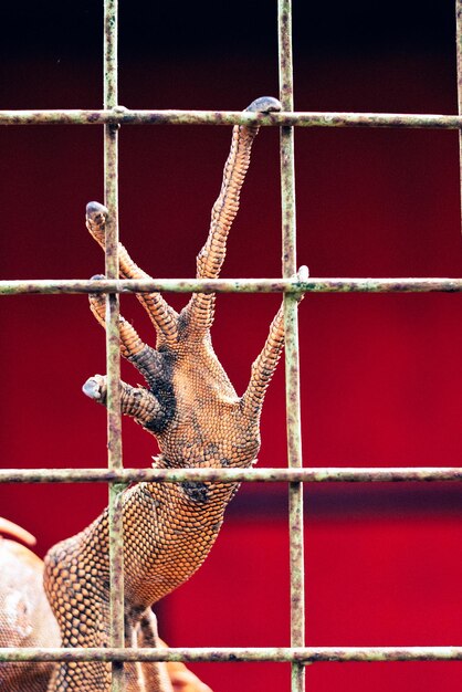 Photo close-up of chameleon in cage at zoo