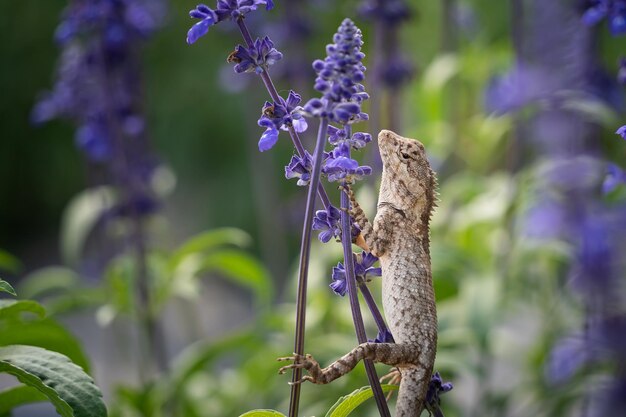 Close up chameleon (Chamaeleo calyptratus) on lavender flowers . Other common names include cone-head chameleon and Yemen chameleon.