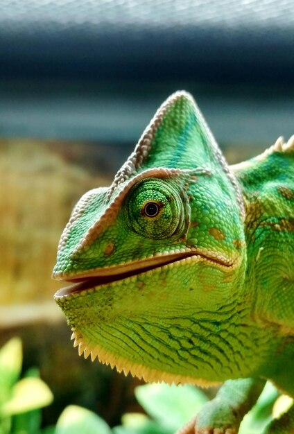 Close-up of chameleon on field