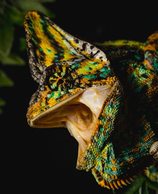 Photo close-up of chameleon outdoors