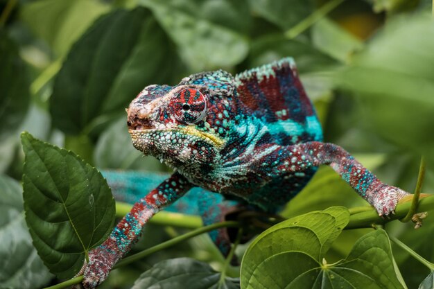 Foto prossimo piano del camaleonte sulla pianta