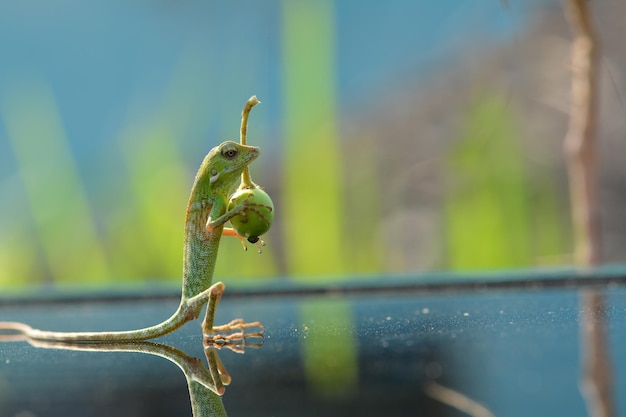 Close-up of chameleon on table