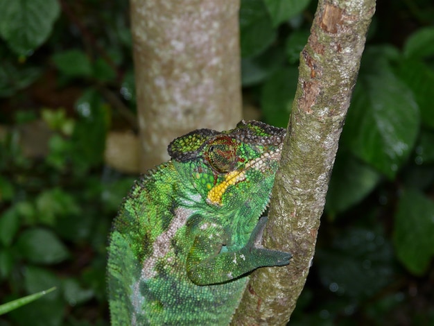 Photo close-up of chameleon on tree