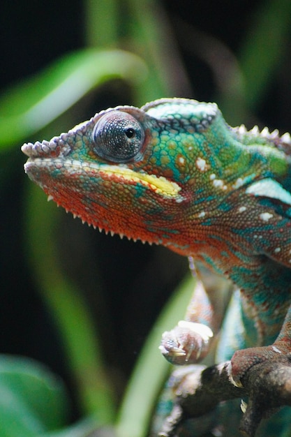 Photo close-up of chameleon