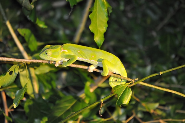 Photo close-up of a chameleon