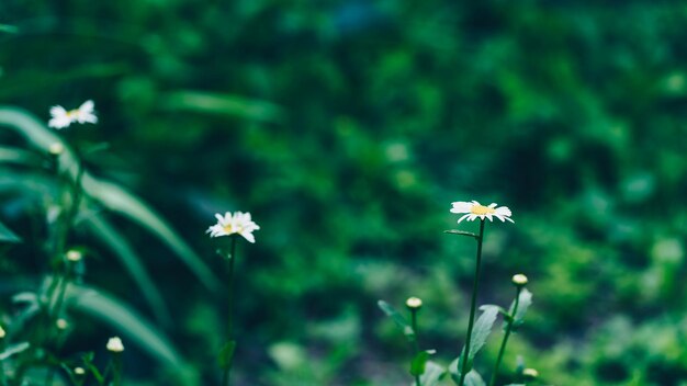 Close up of chamomiles on background of green leaves Beautiful flowers swaying in wind Concept of nature background