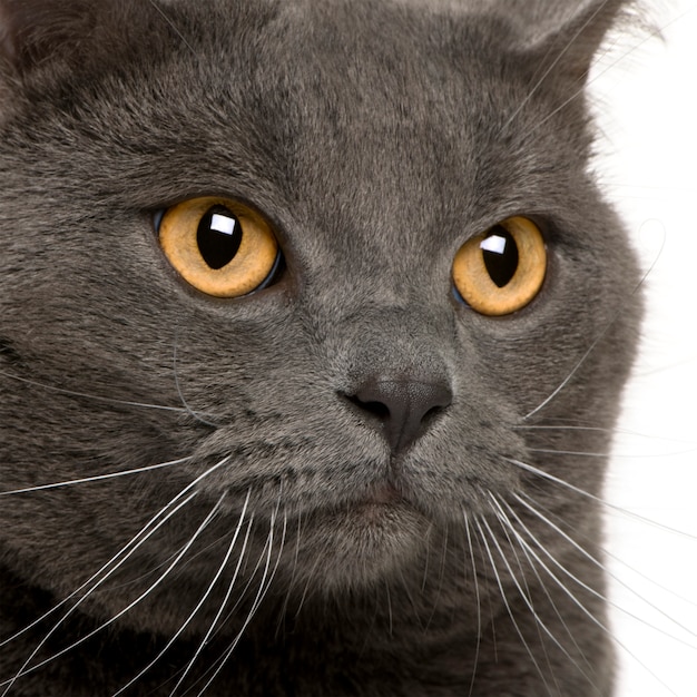 Close up of a Chartreux   