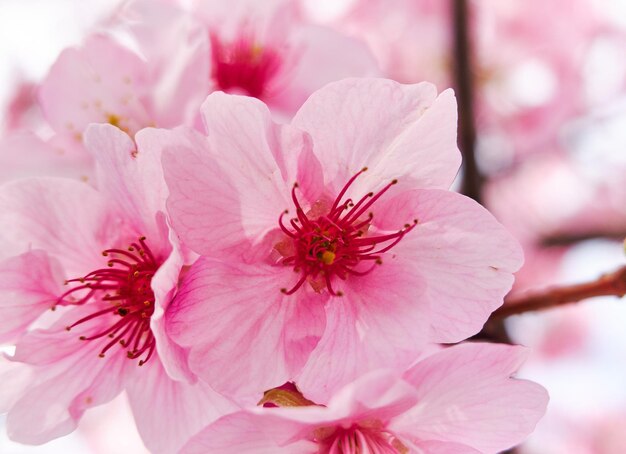 Photo close up of cheery blossom