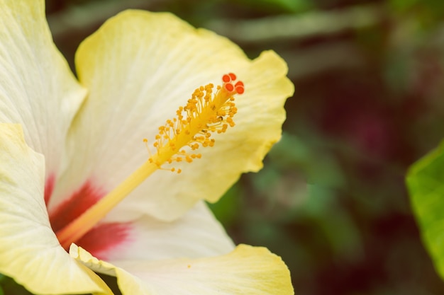 Close up cheery yellow hibiscus with copy space symbolizing tropical paradise