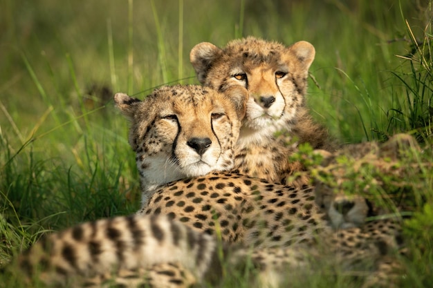 Photo close-up of cheetah and cubs lying down