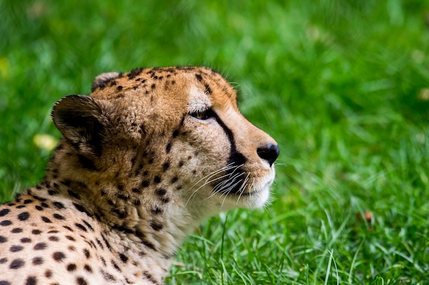 Photo close-up of cheetah on field