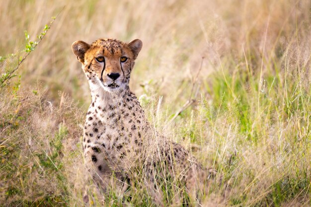 Close up of a cheetah in the grass landscape