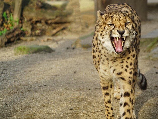 Photo close-up of cheetah outdoors