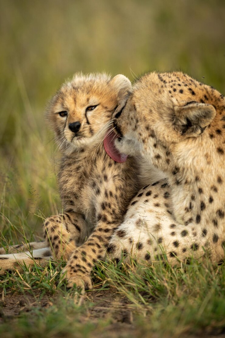 Photo close-up of cheetah sitting with cub on grass