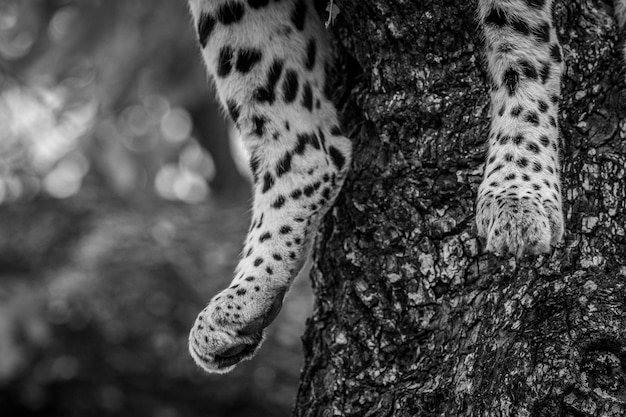 Photo close-up of cheetah