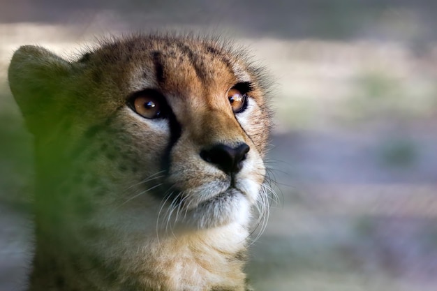 Close-up of cheetah