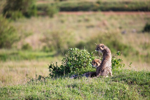 Close up of cheetahs in the grass landscape