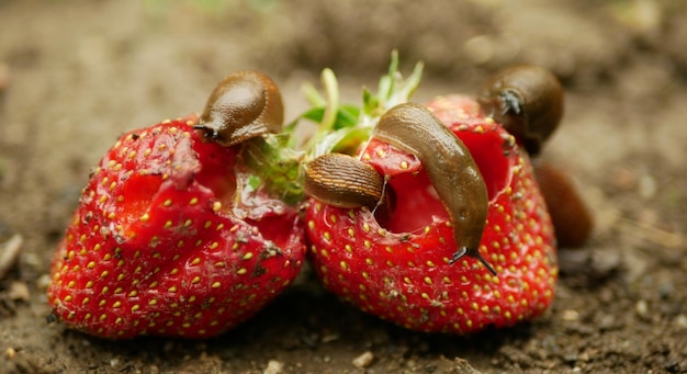 Photo close-up of cherries on the ground