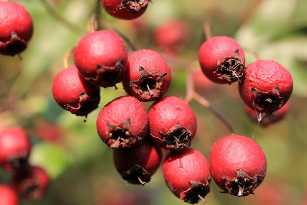 Photo close-up of cherries growing on plant