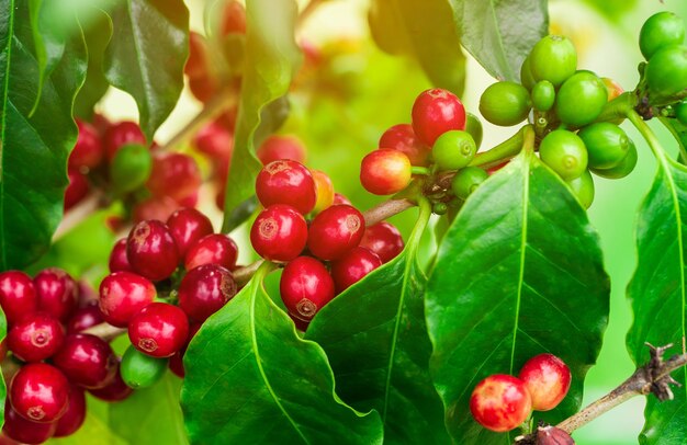 Close-up of cherries growing on tree