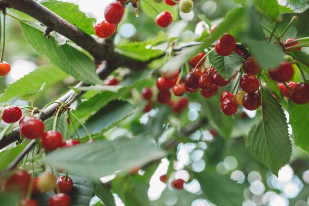 Close-up of cherries growing on tree