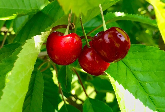 Close-up of cherries growing on tree