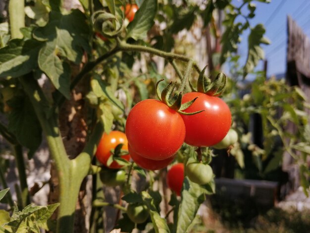 Photo close-up of cherries on plant