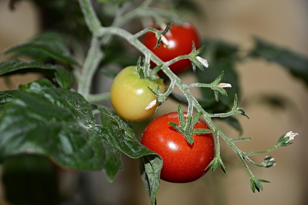 Photo close-up of cherries on plant