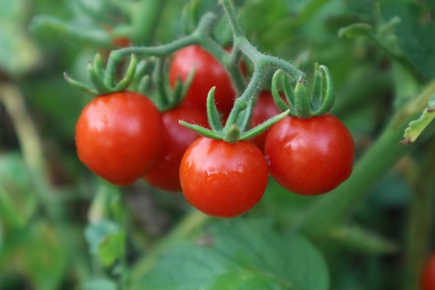 Photo close-up of cherries on plant