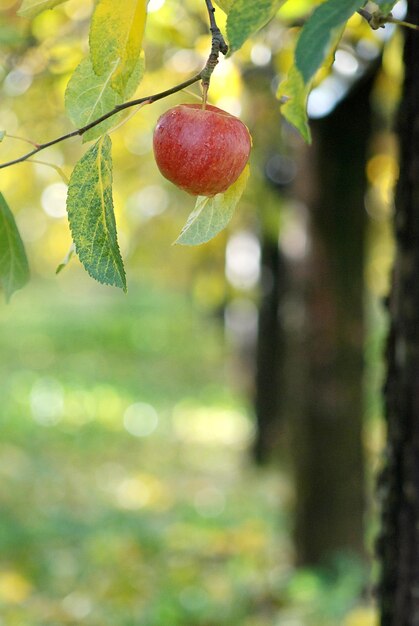 Close-up of cherries on tree