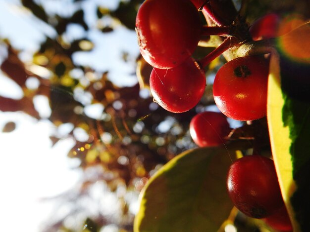 Photo close-up of cherries on tree