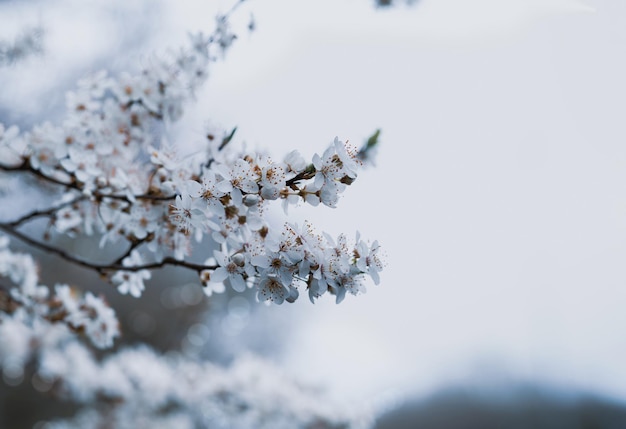 空に照らされた桜の花のクローズアップ